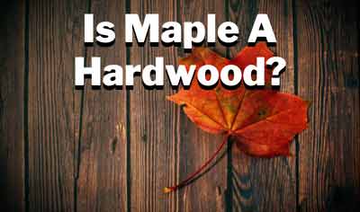 is maple a hardwood