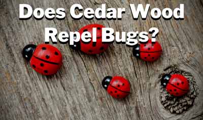 does cedar wood repel bugs
