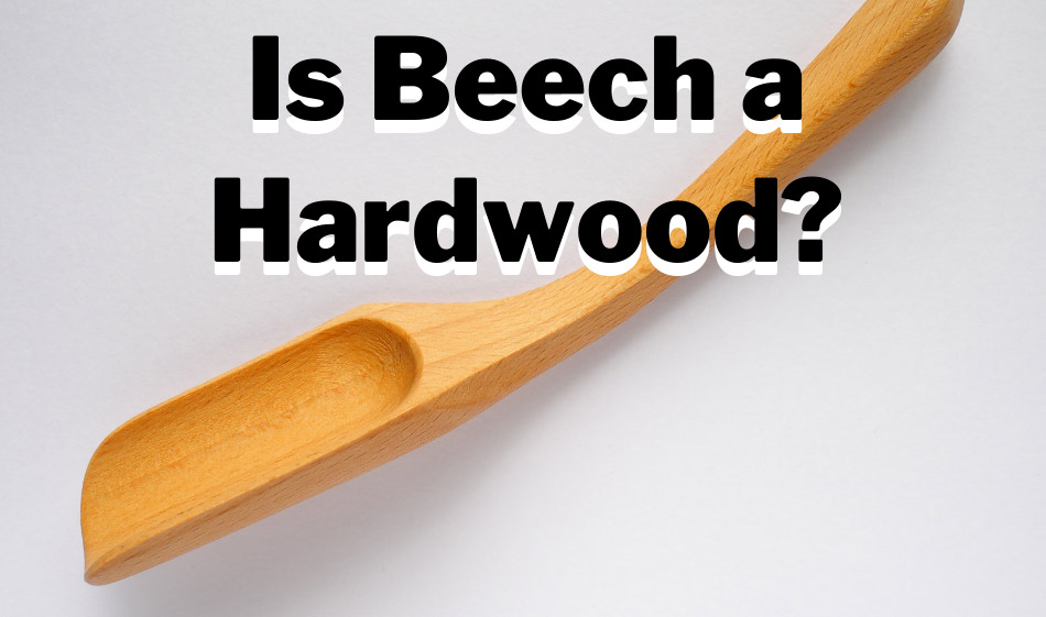is beech a hardwood
