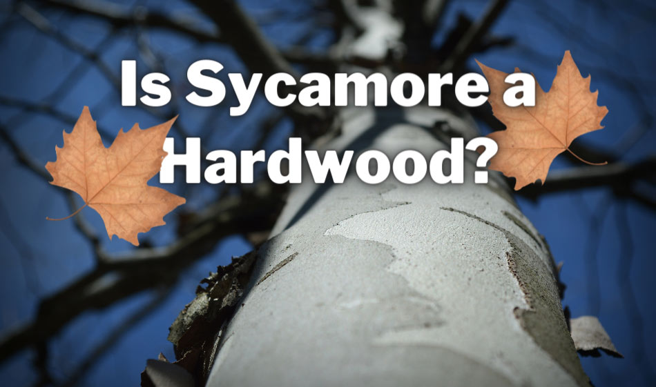 is sycamore a hardwood