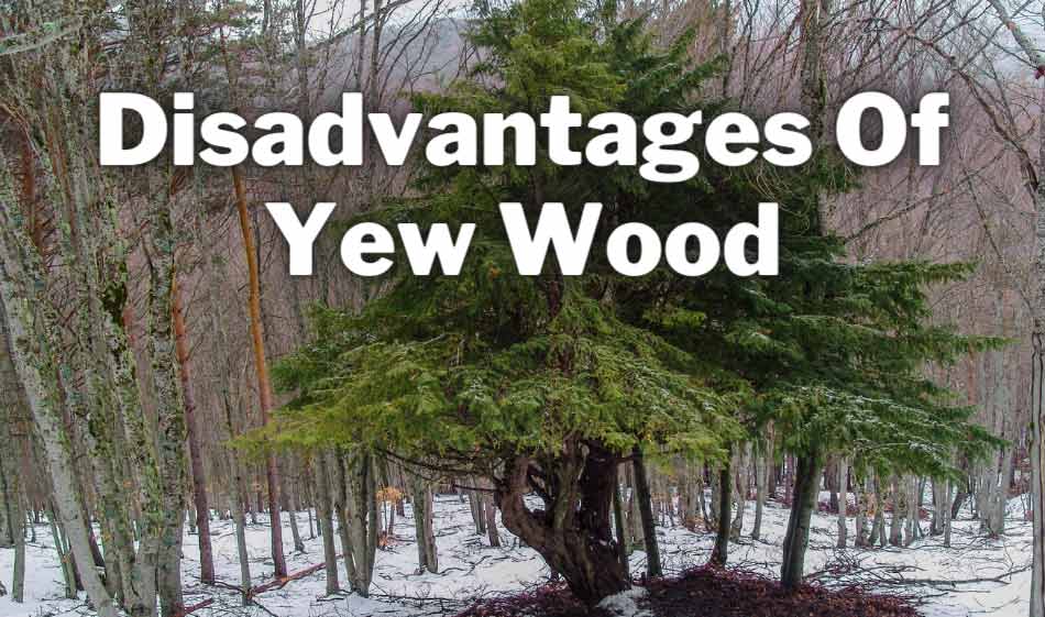 disadvantages of yew wood