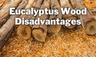 eucalyptus wood disadvantages