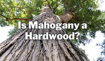 is mahogany a hardwood