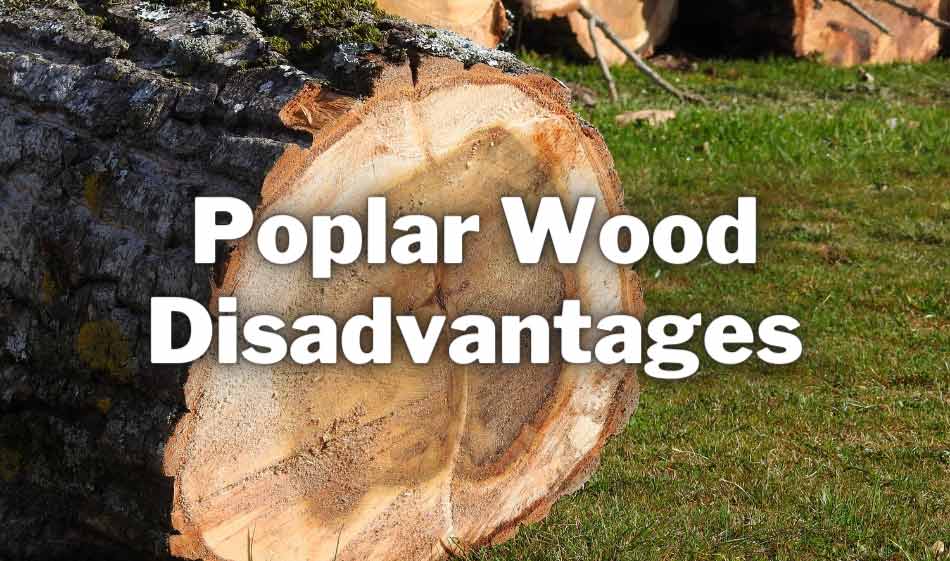 poplar wood disadvantages