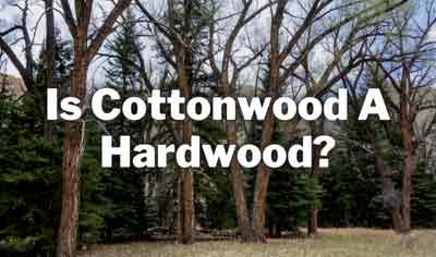 is cottonwood a hardwood