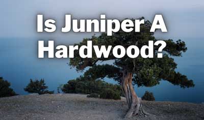 is juniper a hardwood