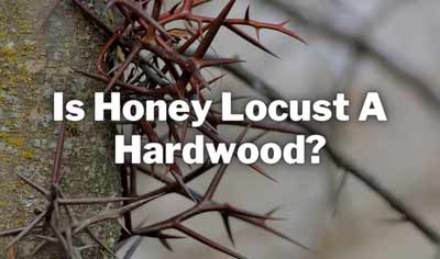 is honey locust a hardwood