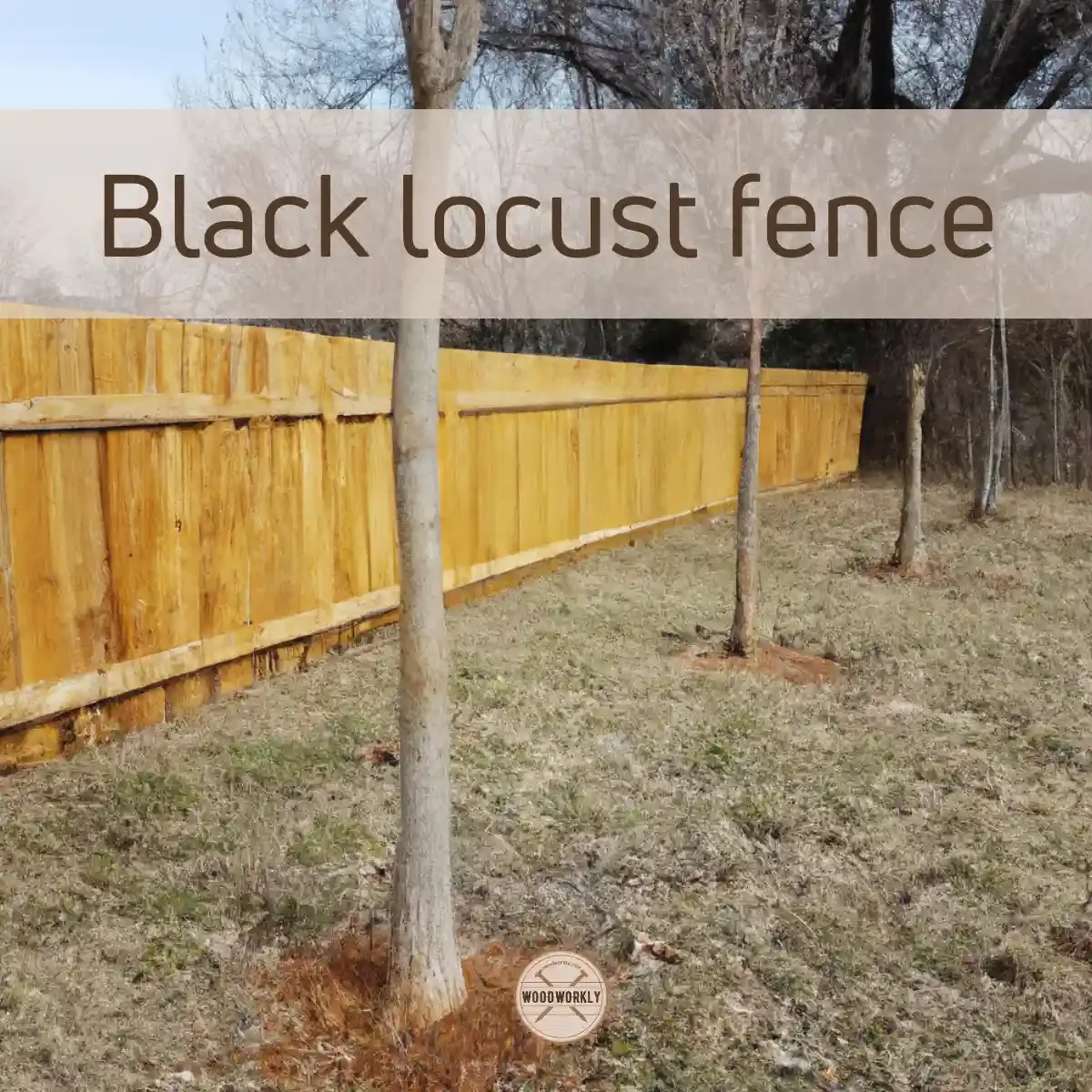Black locust fence