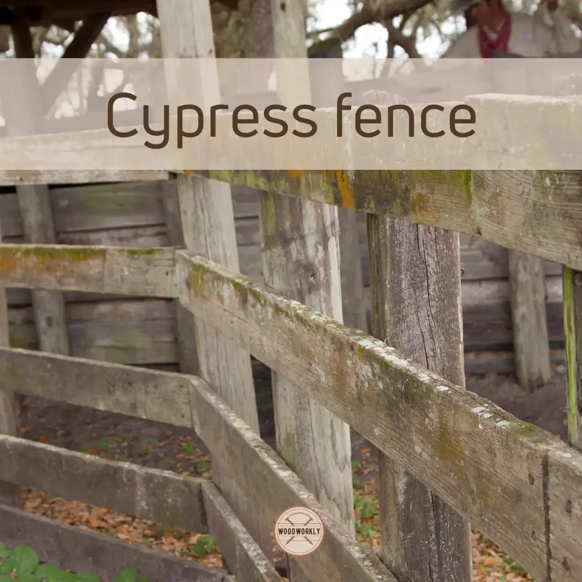 Cypress fence