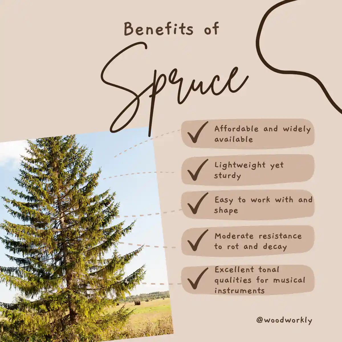 Benefits of Spruce wood