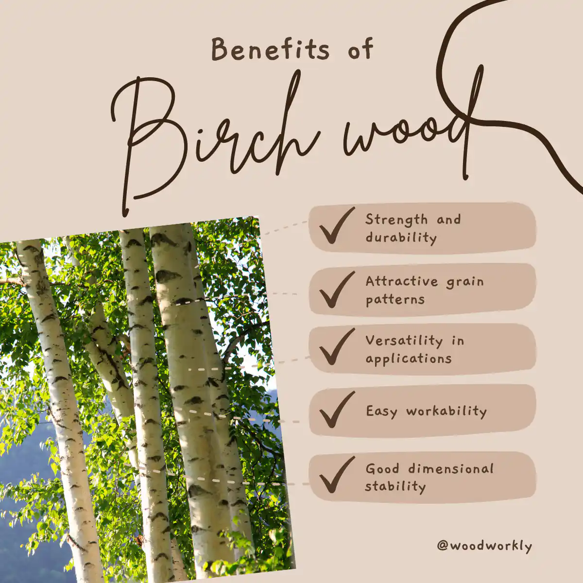 benefits of birch wood
