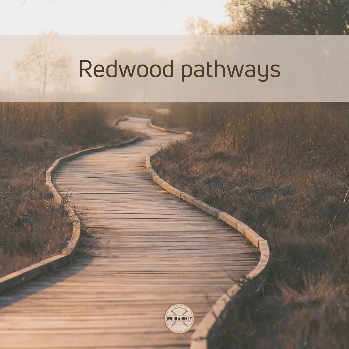 redwood pathways