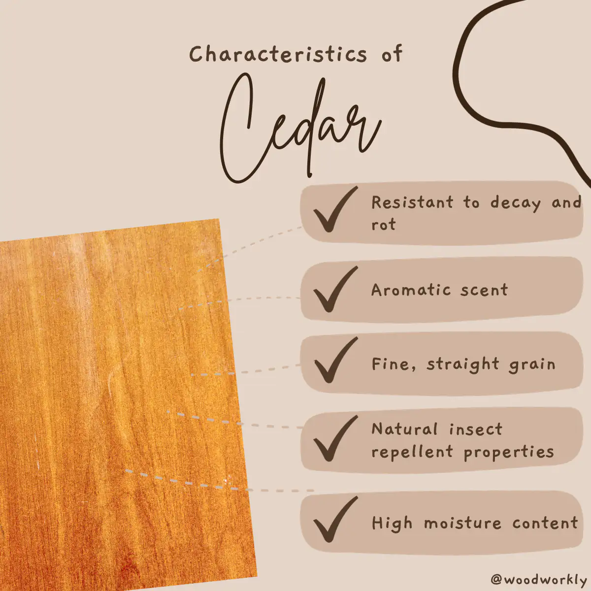 Characteristic features of Cedar