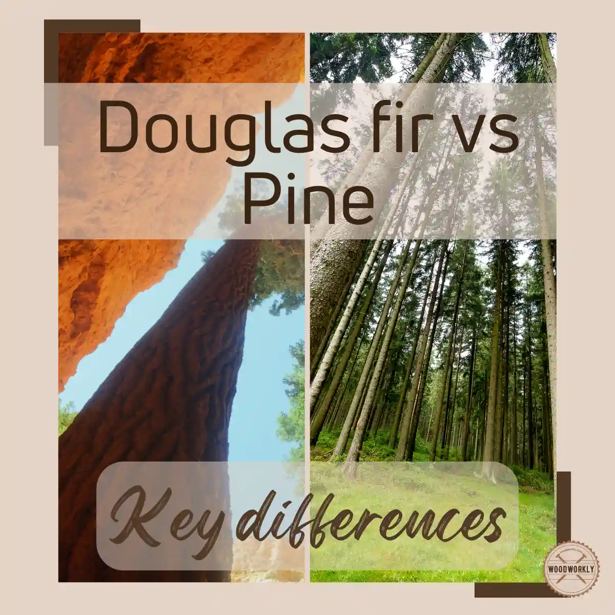 Douglas fir vs Pine