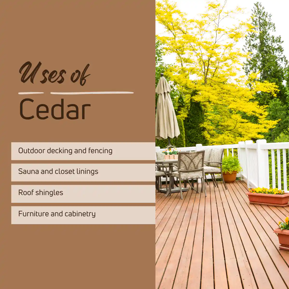 Uses of Cedar