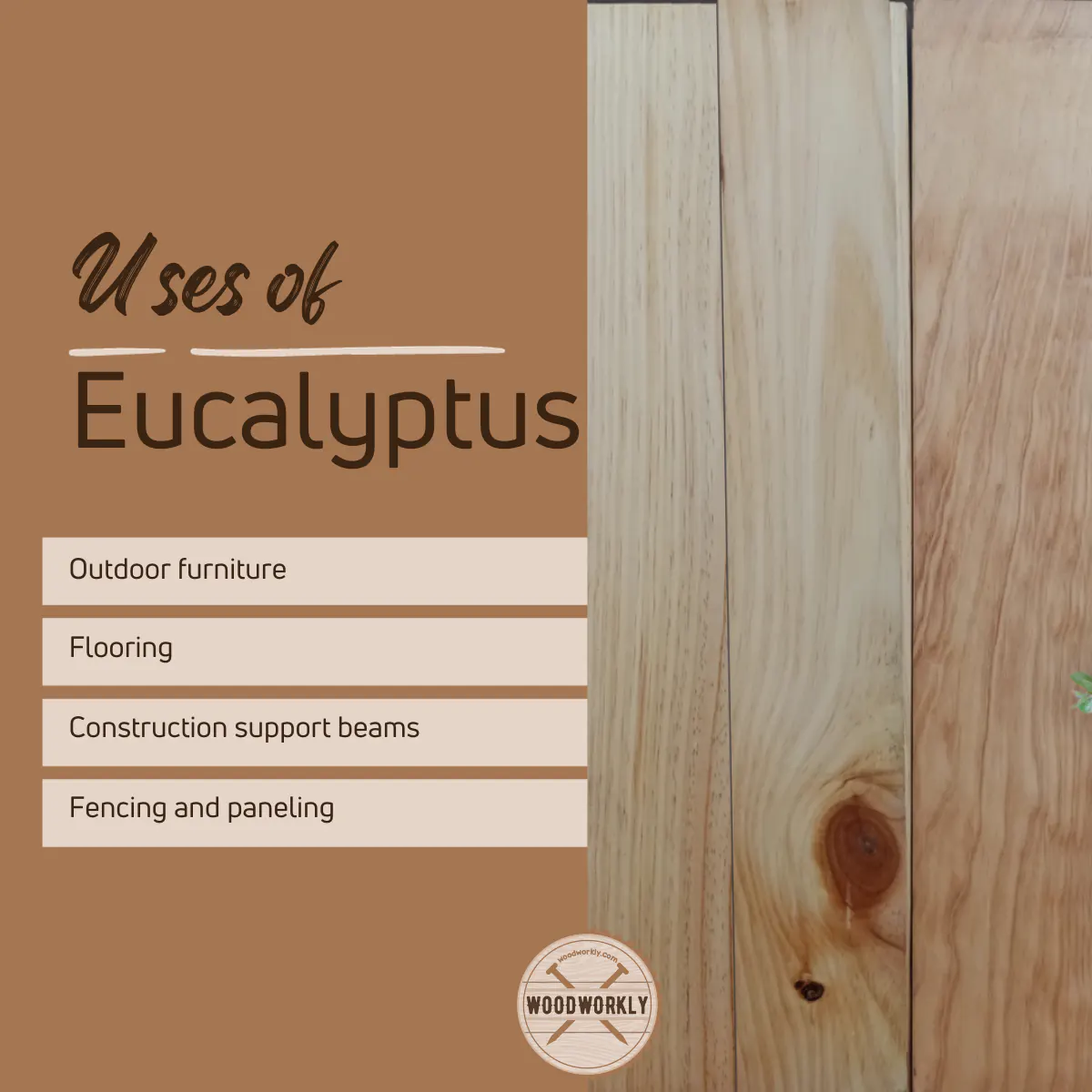 Uses of eucalyptus wood